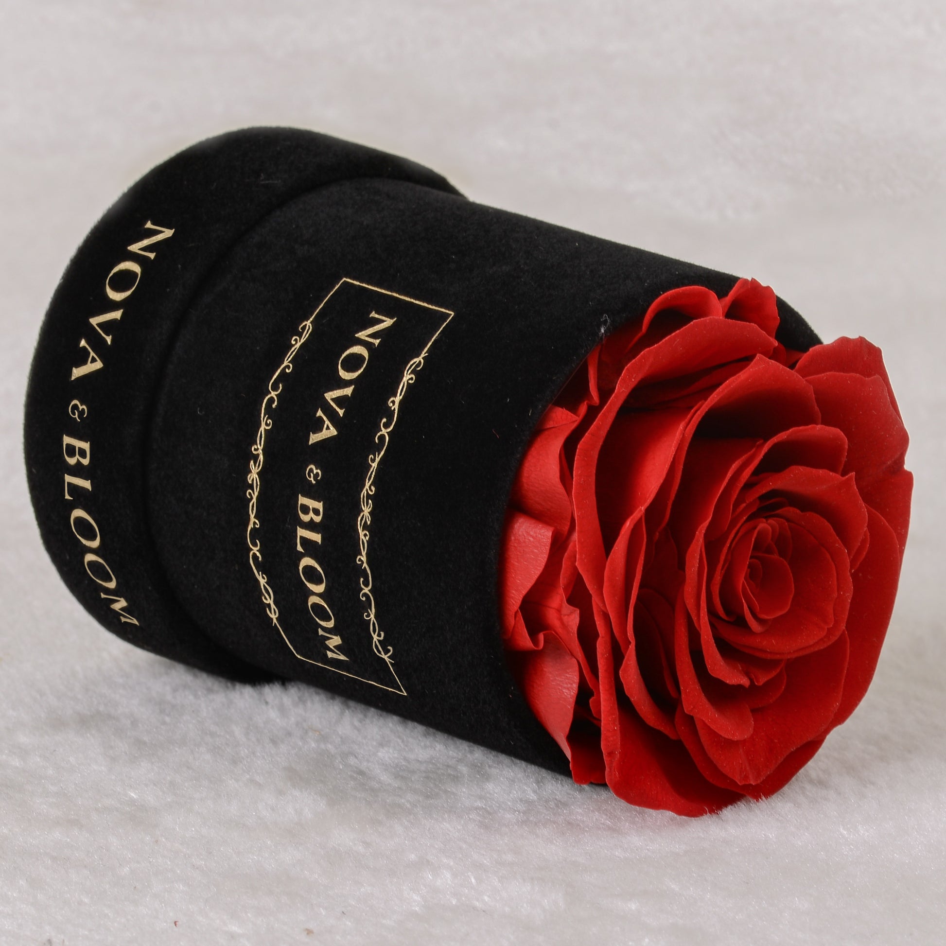 Single Black Velvet Round - Red Preserved Rose - Side View 