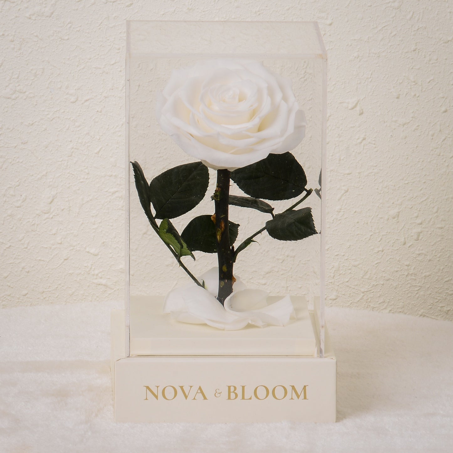 Single Stem Preserved Rose in Acrylic Box - White Rose - Front View 