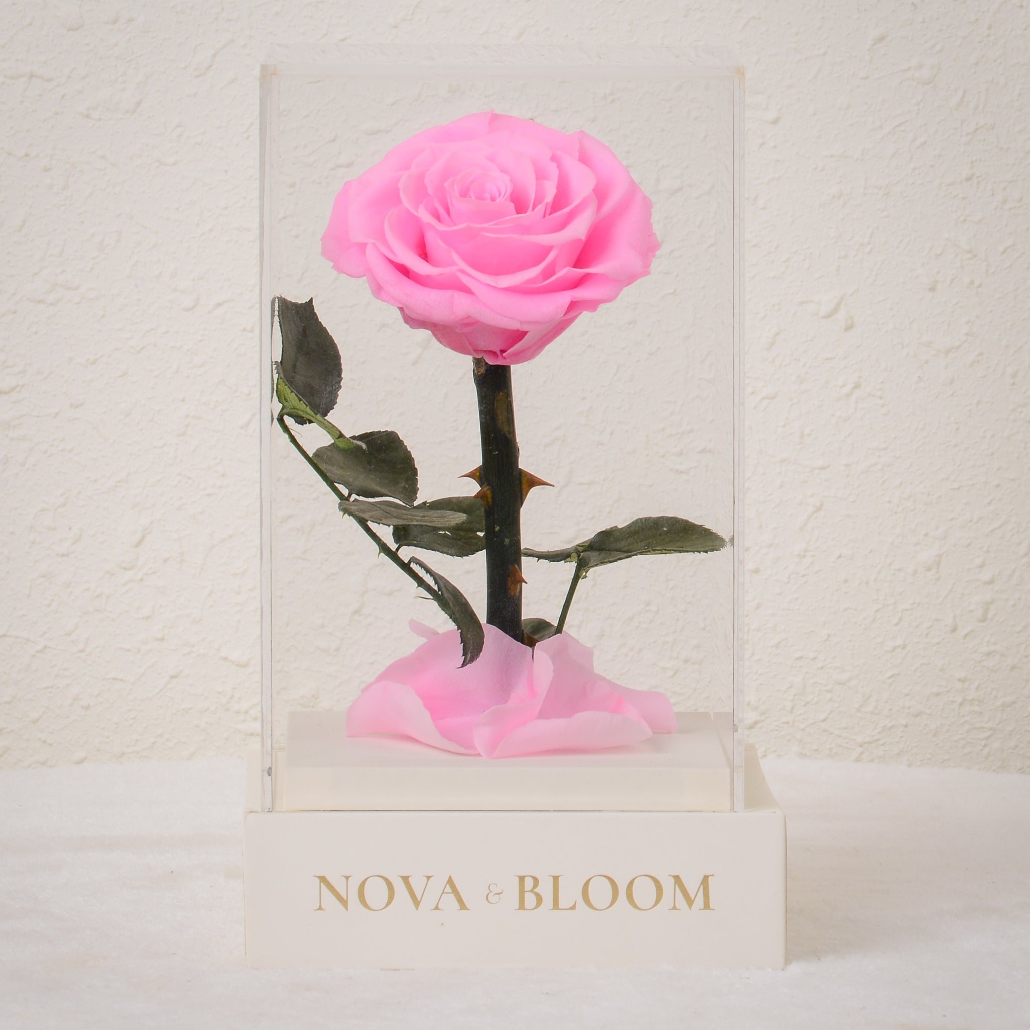 Acrylic Single Stem Eternal Bloom | Pink Rose – Nova & Bloom