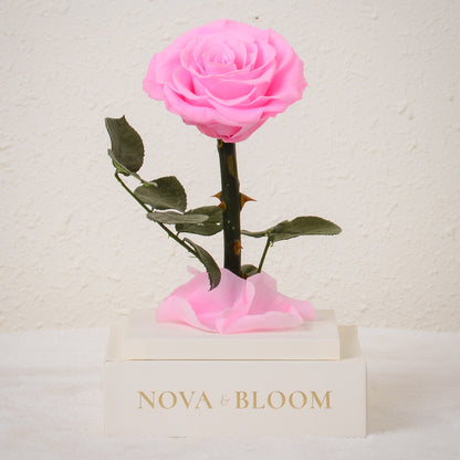 Single Stem Preserved Rose in Acrylic Box - Pink Rose - Front View Without Cover